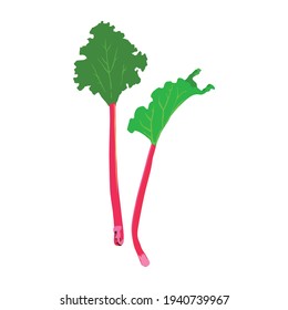 Rhubarb vector illustration, white background