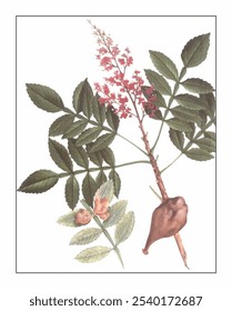 Rhus chinensis, hand-painted floral and botanical painting, hand-painted herbal painting, natural herbs.