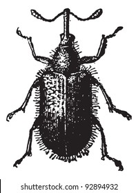 Rhynchites Escarabajo aislados en ilustración blanca vintage. Diccionario de palabras y cosas - Larive y Fleury - 1895.