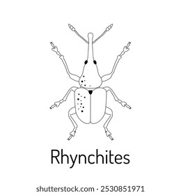 Rhynchites. Insects. Fauna coloring page. Graphic sketch of an isolated beetle with title. Vector illustration.