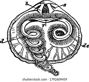 Rhynchonella psittacea, interior of dorsal valve, with the parts labelled as, s, b, V and d, representing, sockets, dental plates, mouth, de, labial appendage in its natural position and appendage