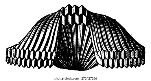 Rhynchonella vespertilio, vintage engraved illustration. Earth before man 1886.