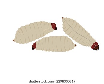 Rhynchophorus ferrugineus on white background.