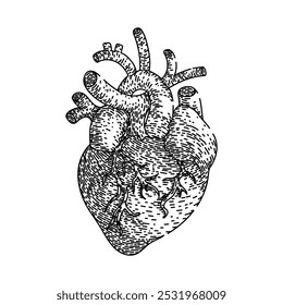 ritmo cardíaco mão desenhada. ventrículo aorta, veia arterial, circulação coronário ritmo coração esboço vetor. ilustração preta isolada