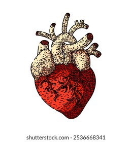 ritmo cardíaco mão desenhada. ventrículo aorta, veia arterial, circulação coronário ritmo coração esboço vetor. cor isolada ilustração