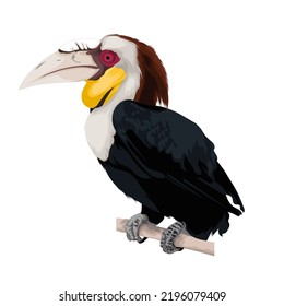 Rhyticeros undulatus bird vector illustrattion
