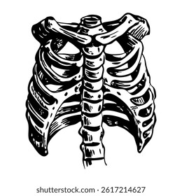 Rib bones structure illustration in vintage style 