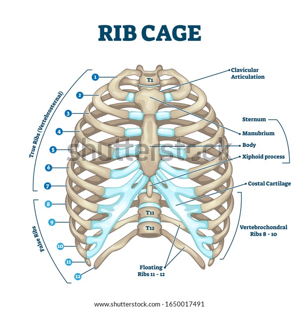 Rib cage anatomy, labeled vector illustration\
diagram. Medical human chest skeletal bone structure model.\
Numbered ribs, sternum, cartilage parts and clavicular\
articulation. Health care\
education.