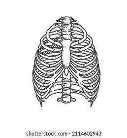 Rib cage bones. Thorax. Human skeletal system. Anatomy