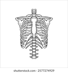 Rib cage hand drawn illustration artwork