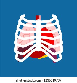 Rib cage and Internal organs. Human anatomy. Systems of man body and organs. medical systems. Lungs and Heart. Liver and Stomach. vector illustration