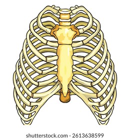 Rib cage isolated on a white background