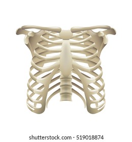 Rib Cage Isolated On White Vector Illustration