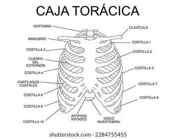 Rib cage, scheme of the bones of the thorax, silhouette,
