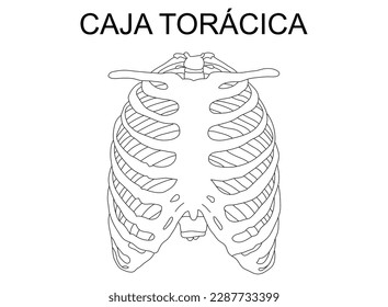 Rib cage, scheme of the bones of the thorax, silhouette,