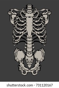Rib Cage. Skeleton Human.