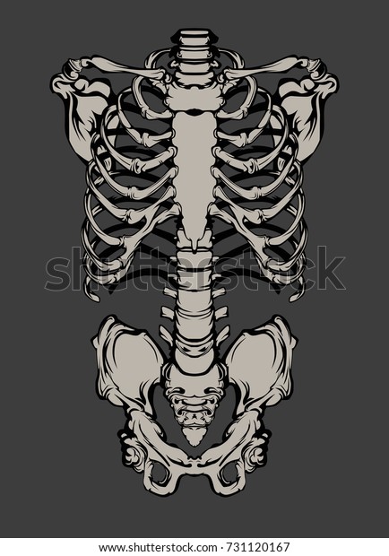リブケージ 人間の骸骨 のベクター画像素材 ロイヤリティフリー