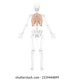 Rib Cage Skeleton Human Back Posterior Dorsal View With Partly Transparent Bone Position. Set Of Realistic 3D Flat Natural Color Concept Vector Illustration Of Anatomy Isolated On White Background