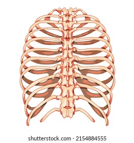 Rib cage Skeleton Human bones system back view. Realistic Chest anatomically correct ribcage 3D flat natural color concept. Vector illustration of medical anatomy isolated on white background