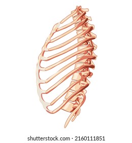 Rib cage Skeleton Human bones system side view. Realistic Chest anatomically correct ribcage 3D flat natural color concept. Vector illustration of medical anatomy isolated on white background
