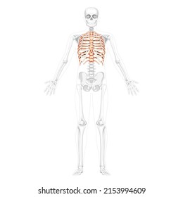 Rib cage Skeleton Human front Anterior ventral view open hands with partly transparent position. Set of realistic flat natural color concept Vector illustration of anatomy isolated on white background