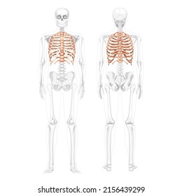Rib cage Skeleton Human front back view with partly transparent bones position. Set of Anatomically correct 3D realistic flat natural color concept Vector illustration isolated on white background