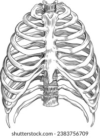 Rib cage skeleton, medical illustration