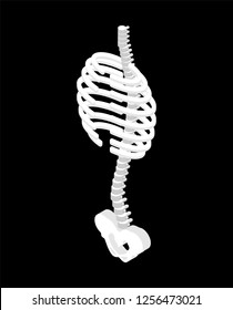 Rib cage and Spinal, Pelvic bone isometric style. Ribs anatomy body 3D. Internal organs 
