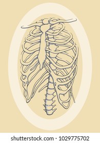 Rib Cage / Vector Illustration
