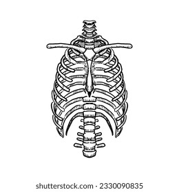 Rib cage. Vector illustration. Isolated on white. Hand-drawn style.