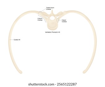 Rib Classification of Costal VII