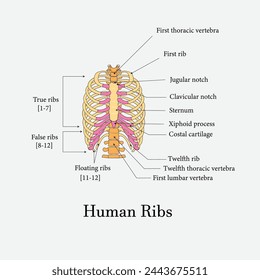 rib labeled, Human rib bones, ribs diagram labeled, ribs cage diagram with labels, diagram cage labeled, ribs bones labeled, human rib diagram, rib anatomy, skeleton, Chest labeling