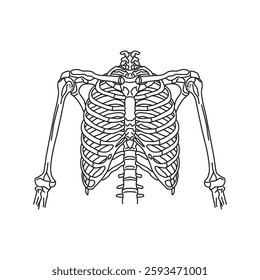 Rib outline vector. Human skeletal system. Anatomy