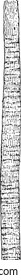 Ribbed Fibre, from the Dictionary of Word and Things, 1888.