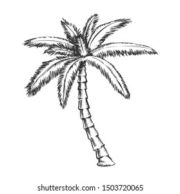 Ribbon Fan Palm Tropical Tree Monochrome Vector. Exotic Palm With Fan-shaped Leaves Split Into Long And Twisted Trunk. Nature Botany Template Hand Drawn In Vintage Style Black And White Illustration