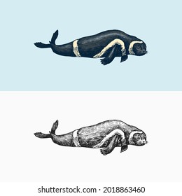 Ribbon Seal. Marine Creature, Nautical Mammals And Pinnipeds. Animal In Doodle Style. Vintage Retro Signs. Hand Drawn Engraved Sketch