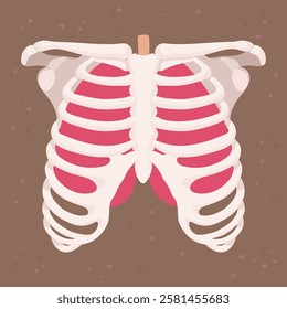 ribc chest bone cage anatomy illustration of human body 