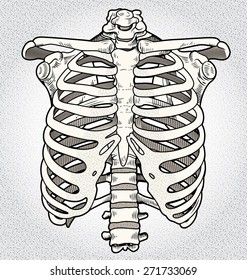 ribcage
