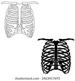 Ribcage. illustration. Skeleton Human Rib cage line art vector. 