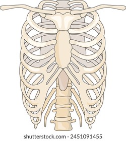 Ribcage isolated on white background
