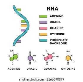 Ribonucleic Acid Molecule Spiral Rna Nucleobases Stock Vector (Royalty ...