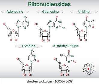 Ribonucleosides (adenosine, guanosine, cytidine, uridine, 5-methyluridine) - pyrimidine and purine nucleoside molecule. Structural chemical formulas. Vector illustration

