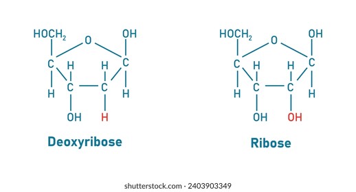 Ribose (C5H10O5) and Deoxyribose (C5H10O4) sugar chemical structure. Scientific resources for teachers and students. Vector illustration.