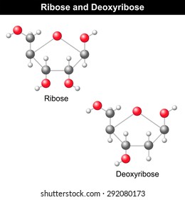 Ribose and deoxyribose molecular structures, DNA and RNA components, 3d model, ball and stick style, vector, eps 8