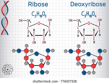 Ribose and deoxyribose molecules, they are monosaccharides and form part of the backbone of DNA and RNA. Structural chemical formula and molecule model. Sheet of paper in a cage.Vector illustration