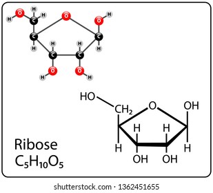 Ribose Images, Stock Photos & Vectors | Shutterstock