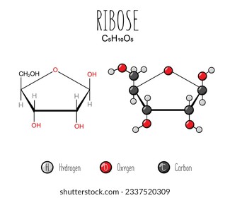 Ribose representation. Skeletal formula and 2d structure illustration. Web style illustration. Vector editable