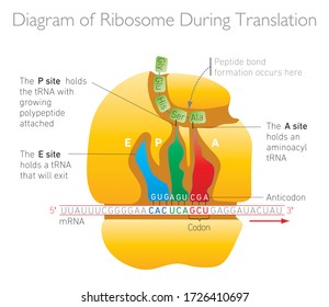 Ribosome During Translation Vector Illustration - Biology Education Vector