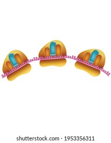 ribosome gonozom vector lesson biology