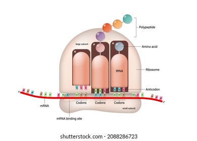 Ribosome. Process of translation. RNA directed synthesis of polypeptide. mRNA. tRNA. Biological protein synthesis.